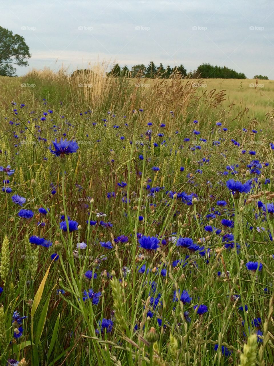 Flower field