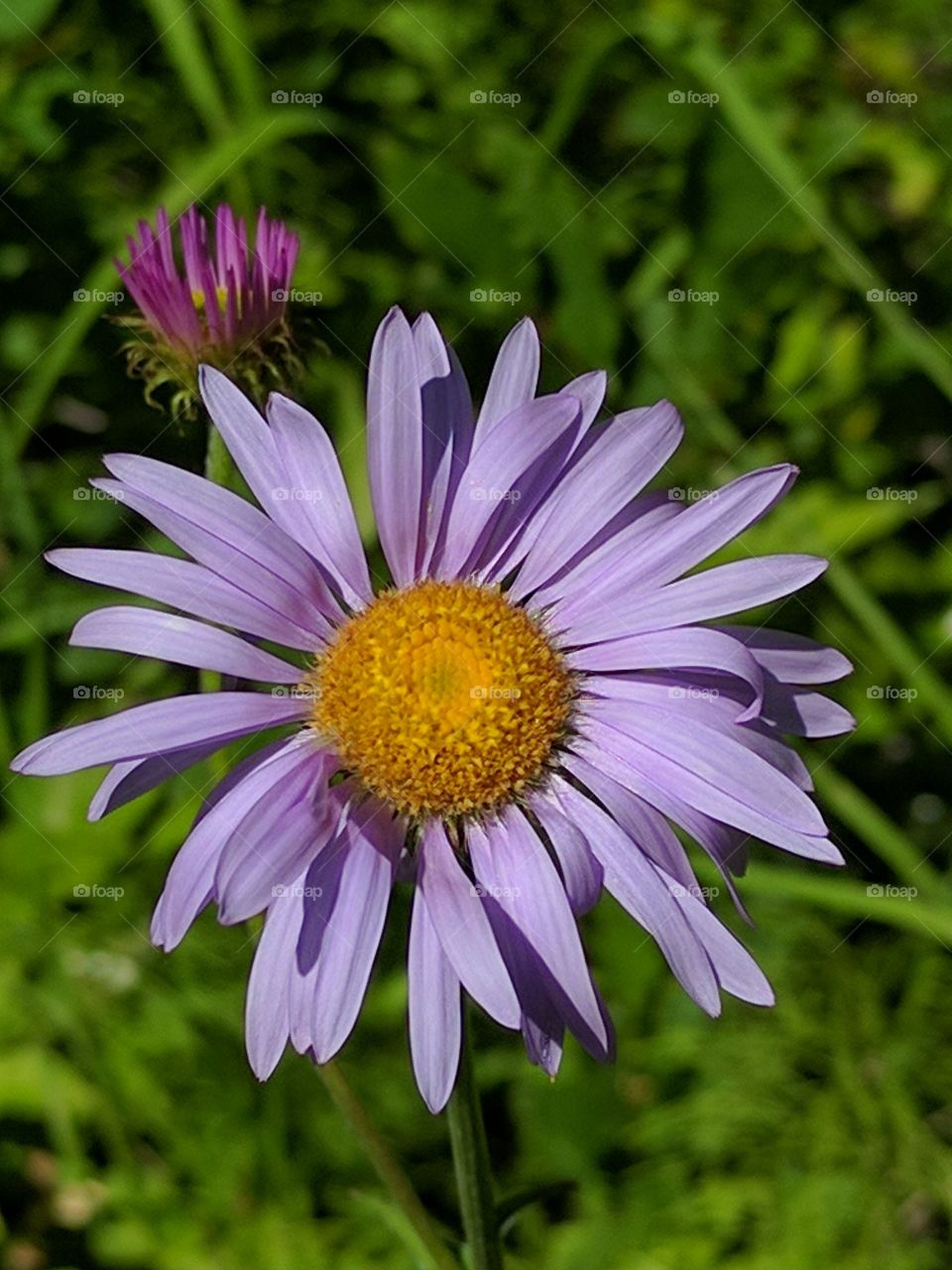 subalpine Daisy ( Erigeron peregrinus )