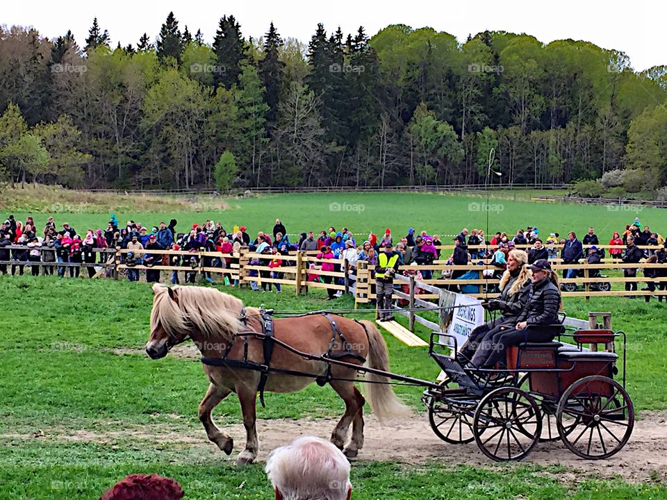 Ride a horse with carriage!