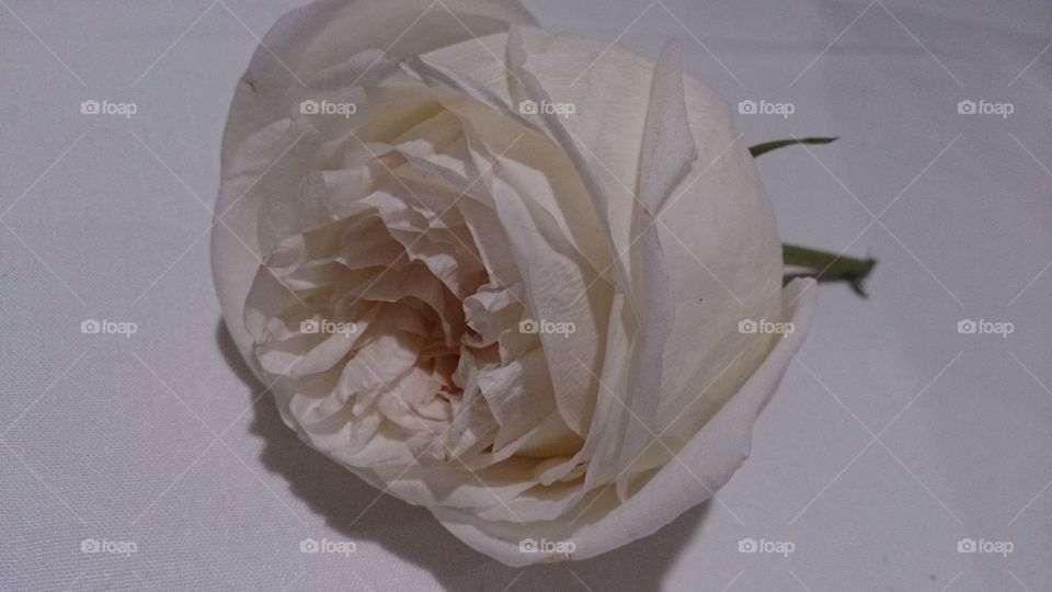 A Single White Rose