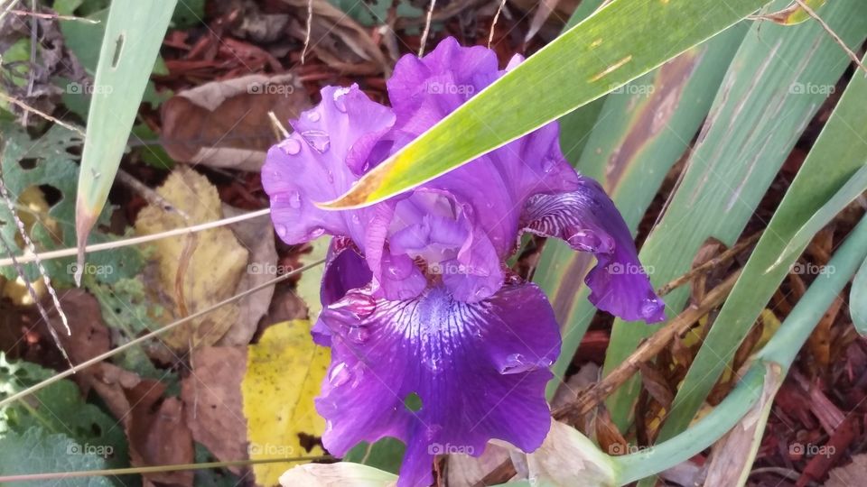Purple Iris after the rain