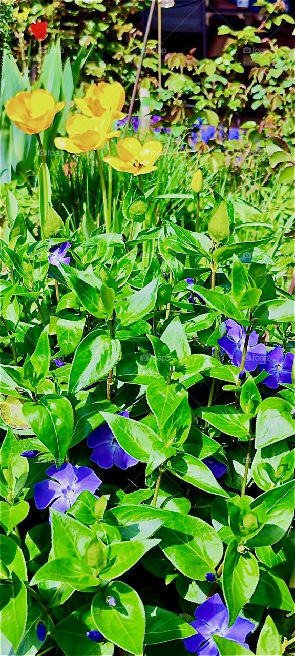 This is a beautiful garden in rural “Bavaria”, Germany with all plants in full bloom. Spring has definitely arrived. 2024. Hypnotic Productions