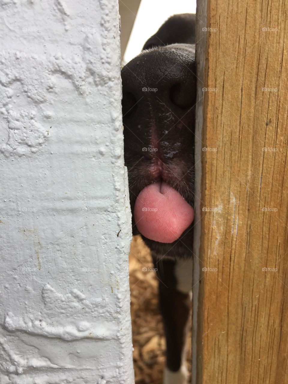 Dog Sticking tongue out