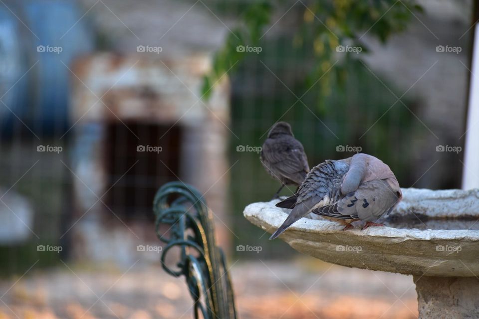 Torcazas  en el Jardín. Las Vegas. Canelones,  Uruguay. Baño de la tarde.