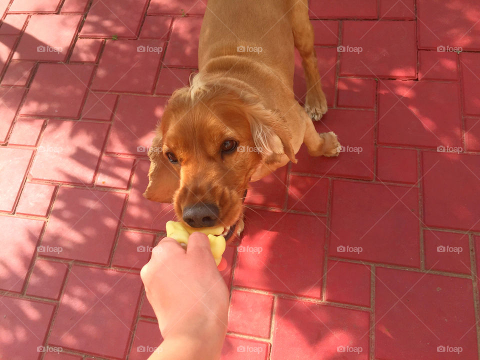 Dog, Cute, Pet, Canine, Portrait