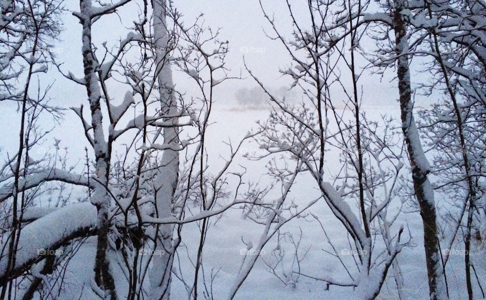 Trees in forest during winter