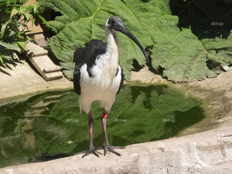 A close up of a bird