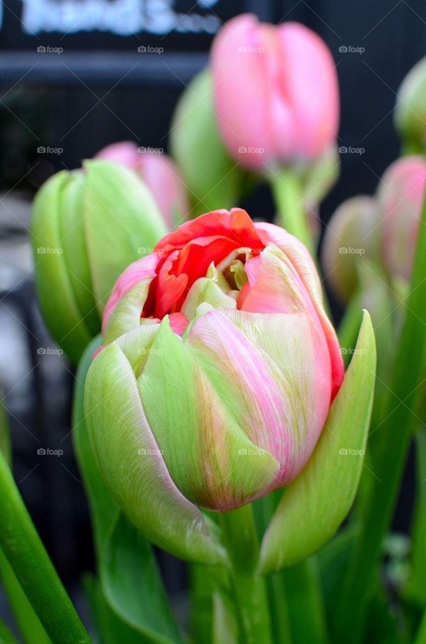 Tulips