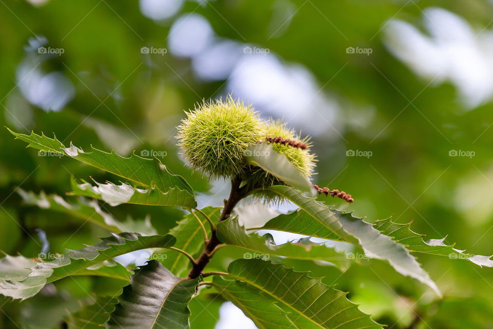 Young green castanas on a tree