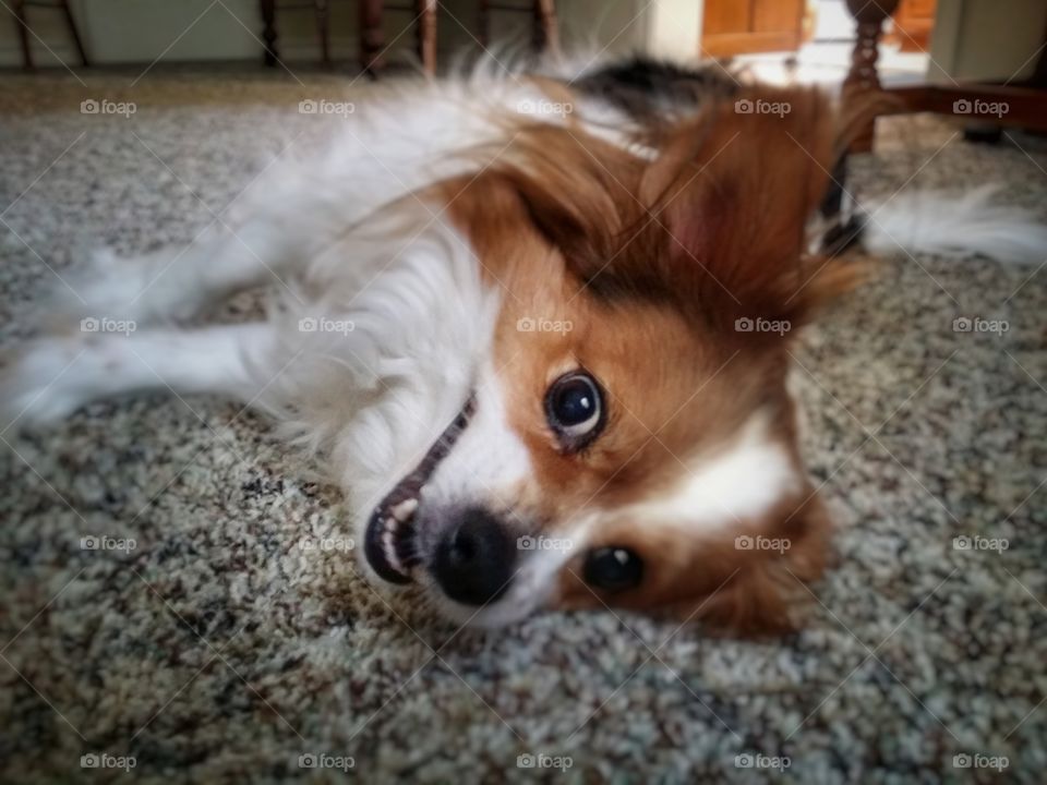 Funny Papillion Puppy