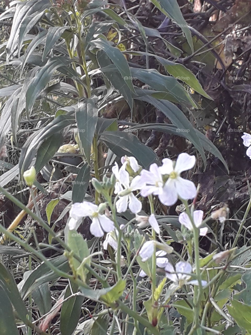 autumn vegetable  garden - white radish flowers  and corn