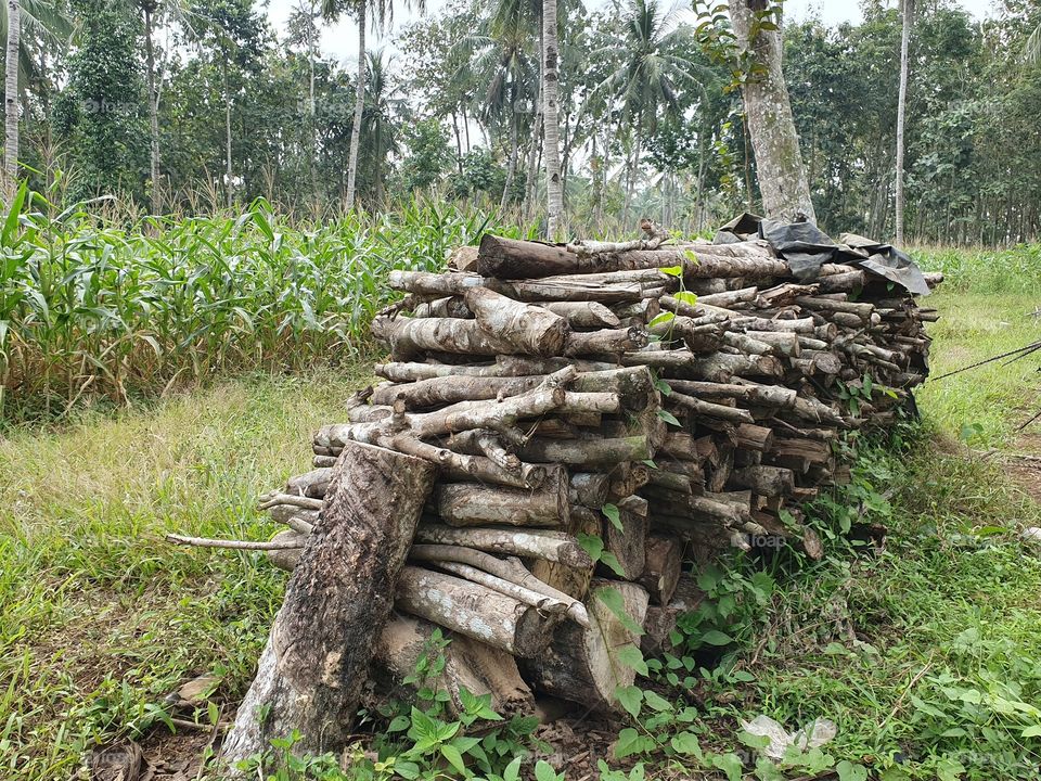 weathered piles of wood