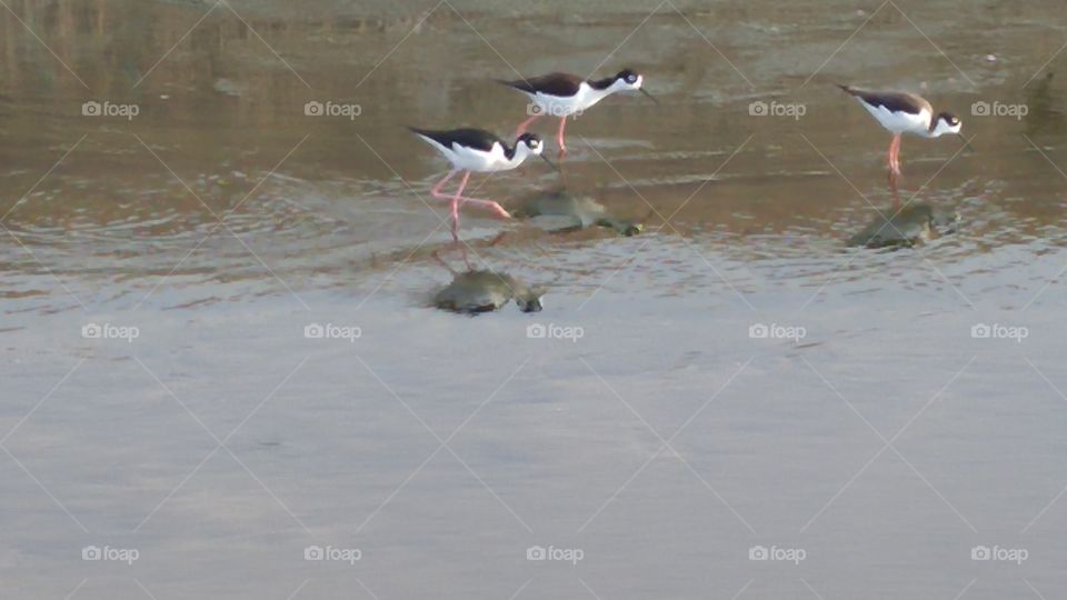 Himantopus Mexicanus