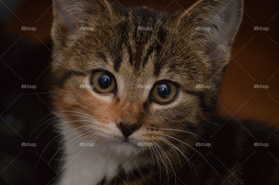 kitten closeup 