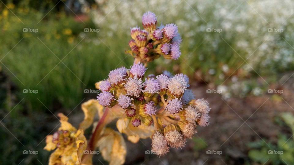 Light violet flower. In rural areas.. Medicinal plant