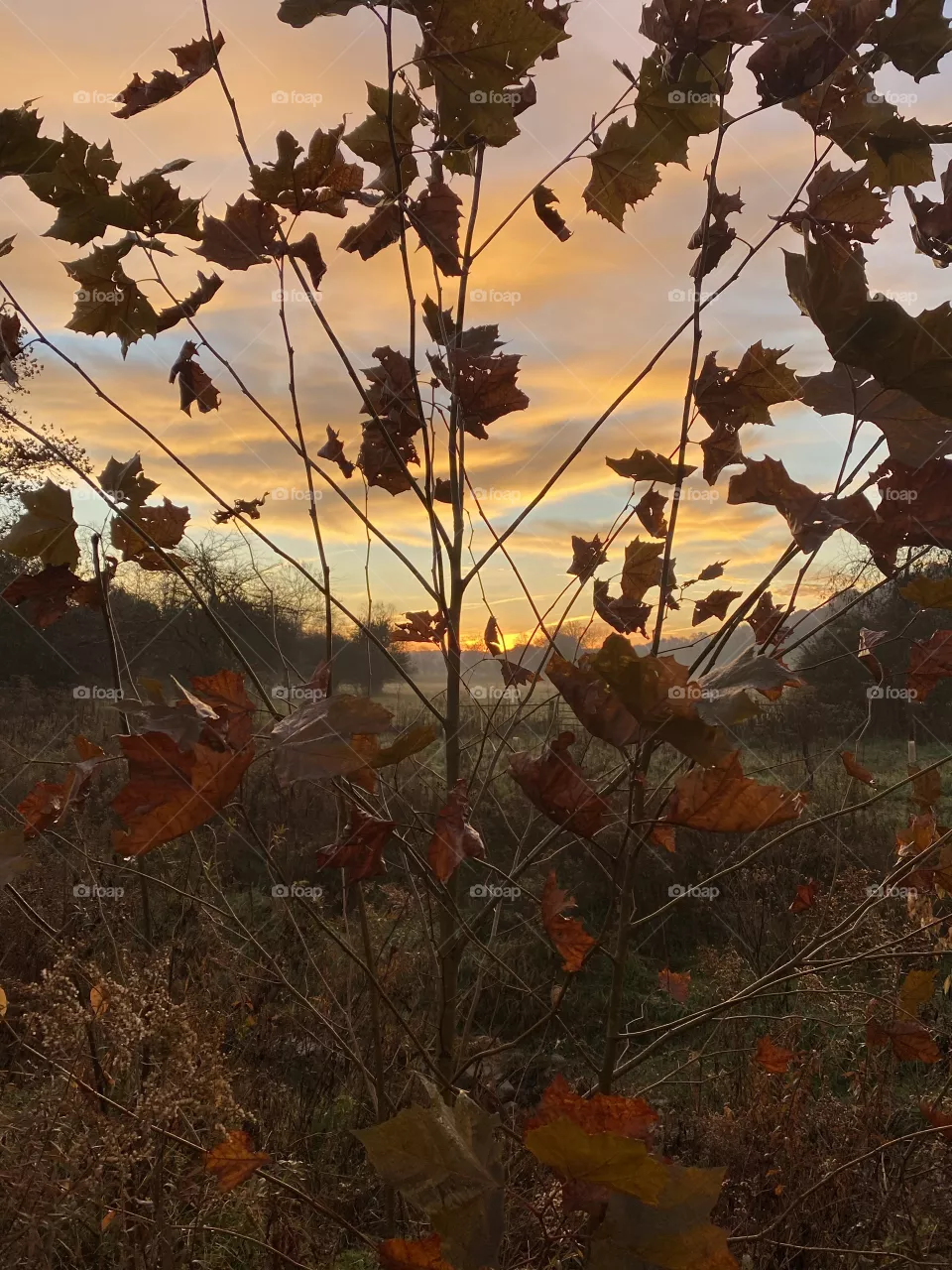 Sun rise