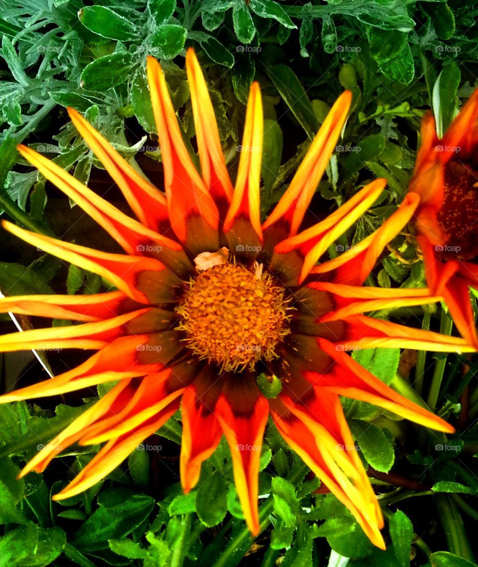Sunburst Flower. Garden store beauty