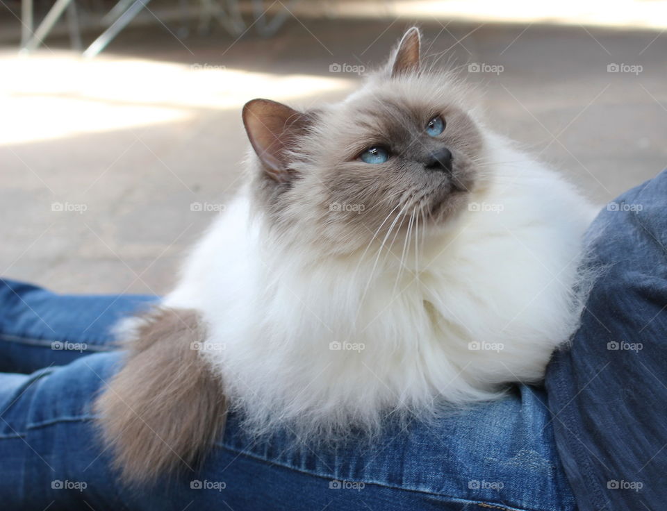 Fluffy cat