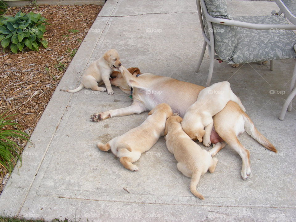 Yellow labs