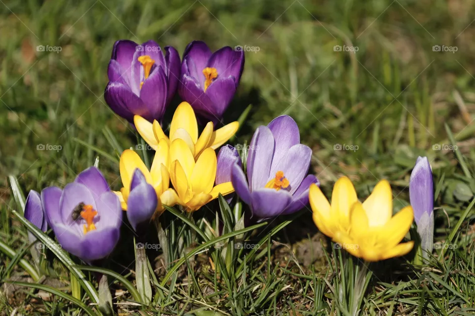 Spring 