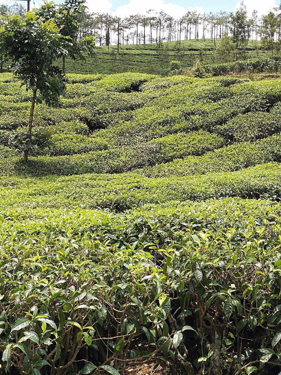 tea plantation