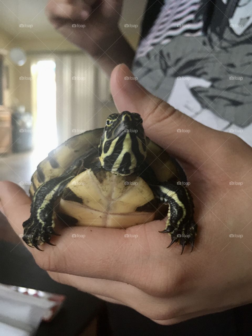 Cute little turtle found in the yard 🐢