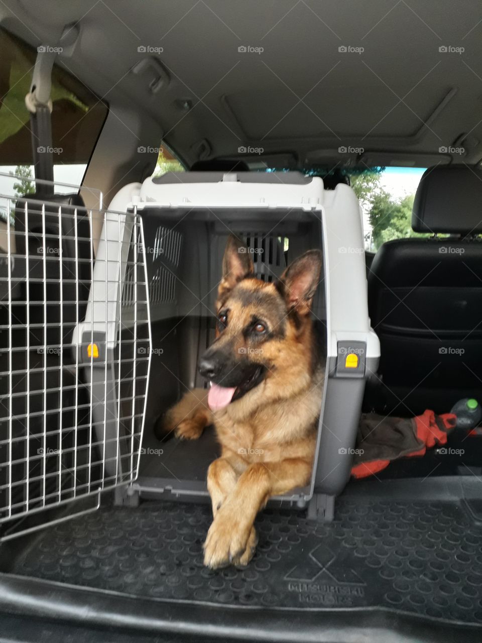 my dog Iago ready for trip