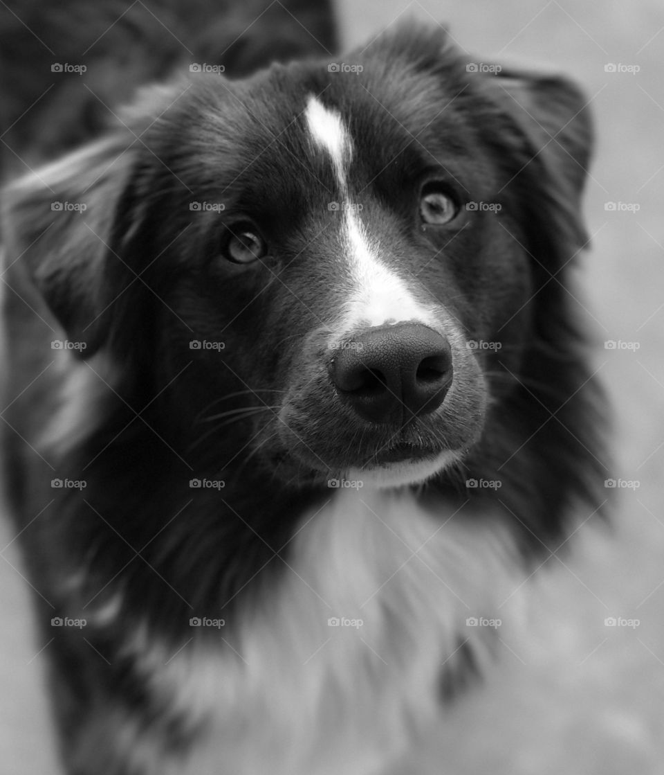 Black and white photography of a border collie puppy 