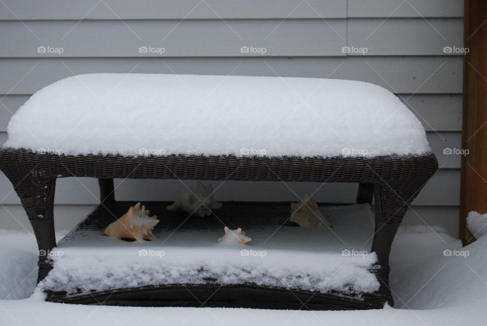 Snow  sea shells on table