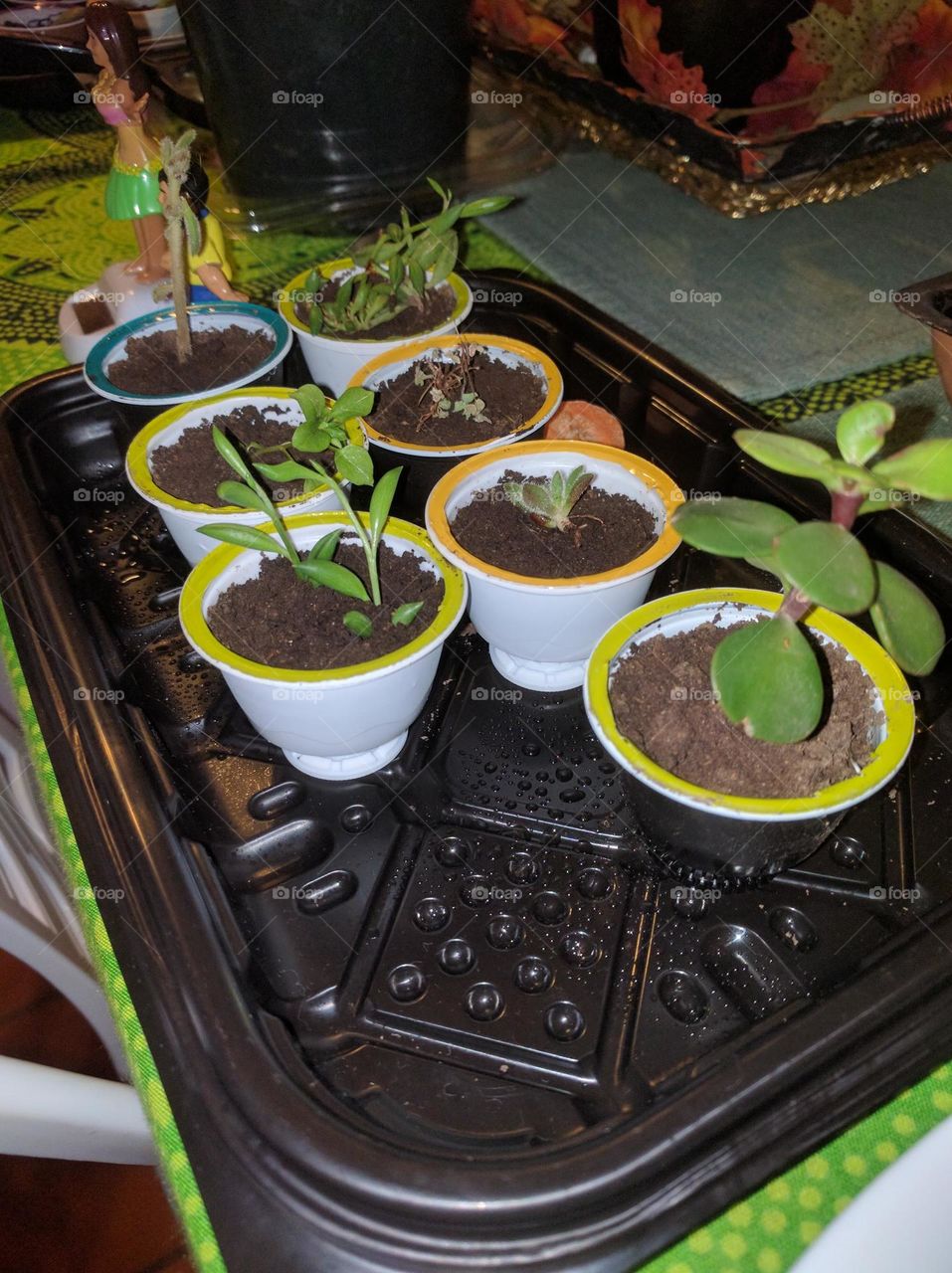 plant tray / bandeja de plantines