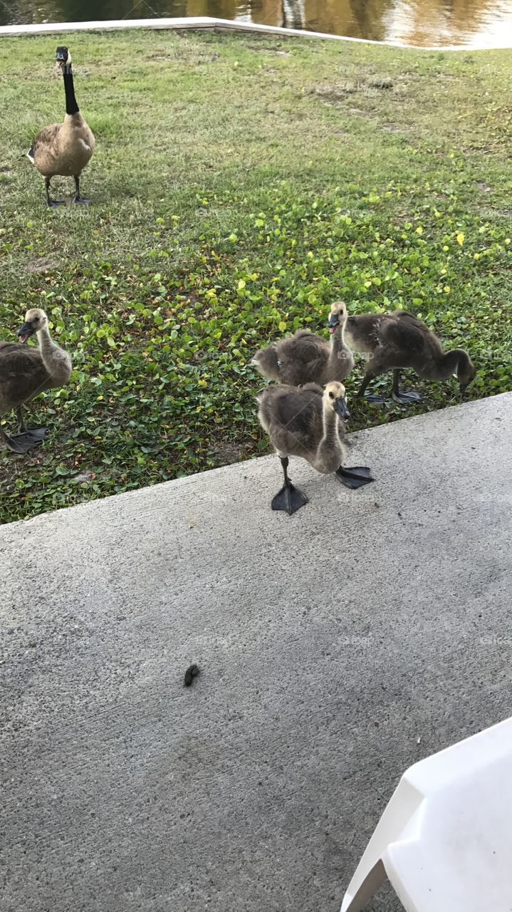 Baby ducks in South Carolina