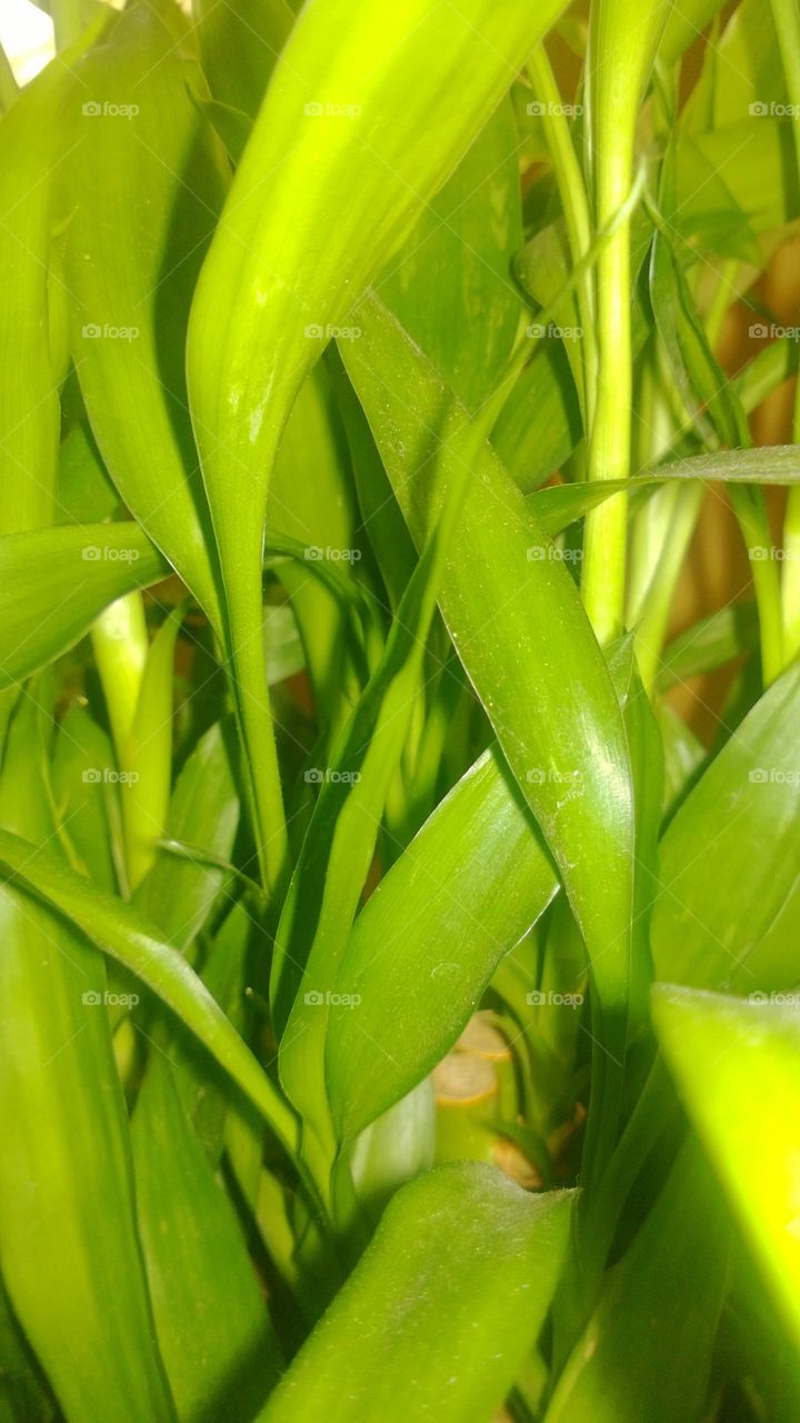close up bamboo, green paradise.