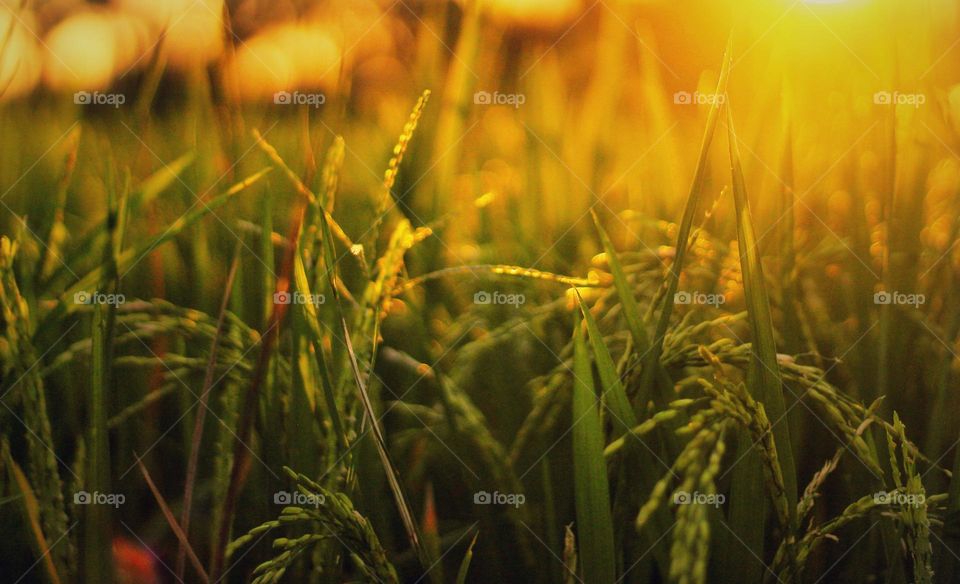 yellow light and green rice plants