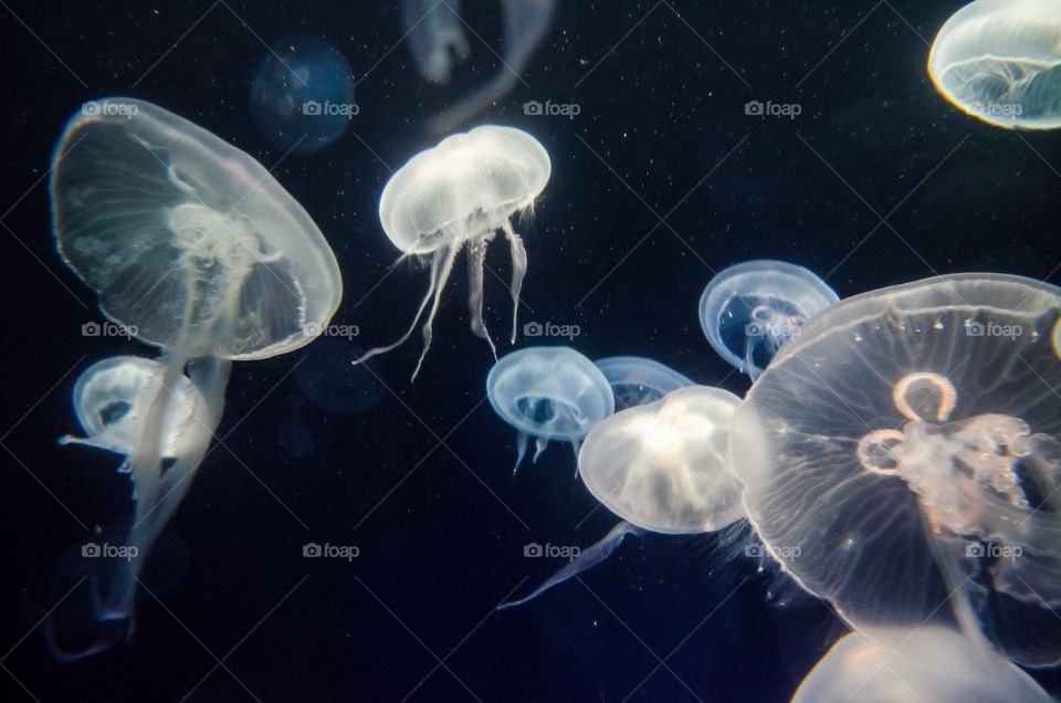 Jellyfish in underwater