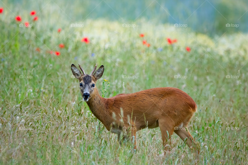 Bambi