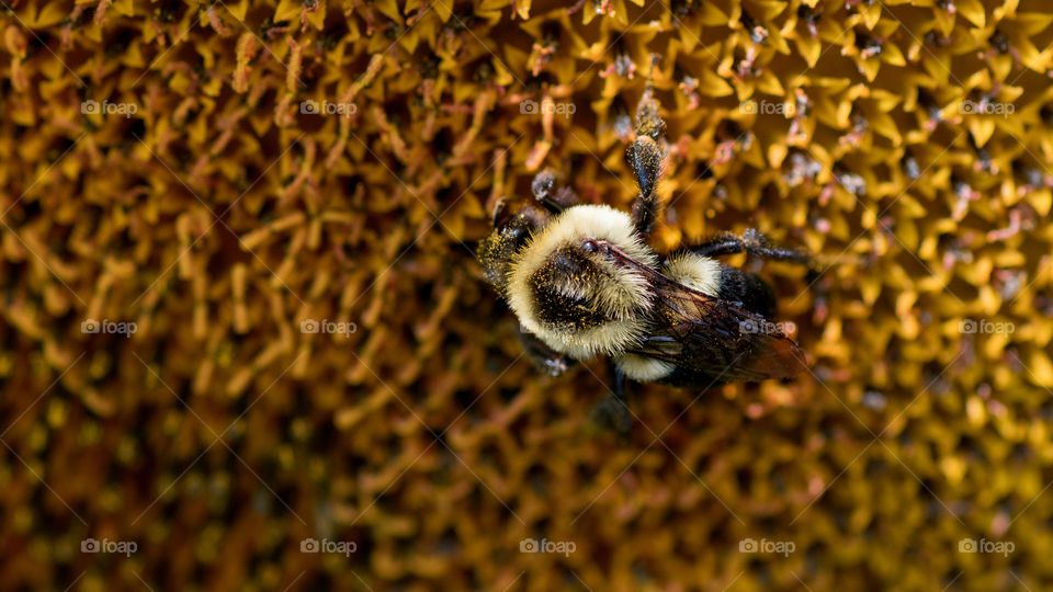 Macro of a bee collecting pollen