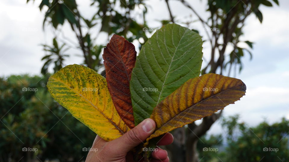 Leaves#nature#colors#season#autumn