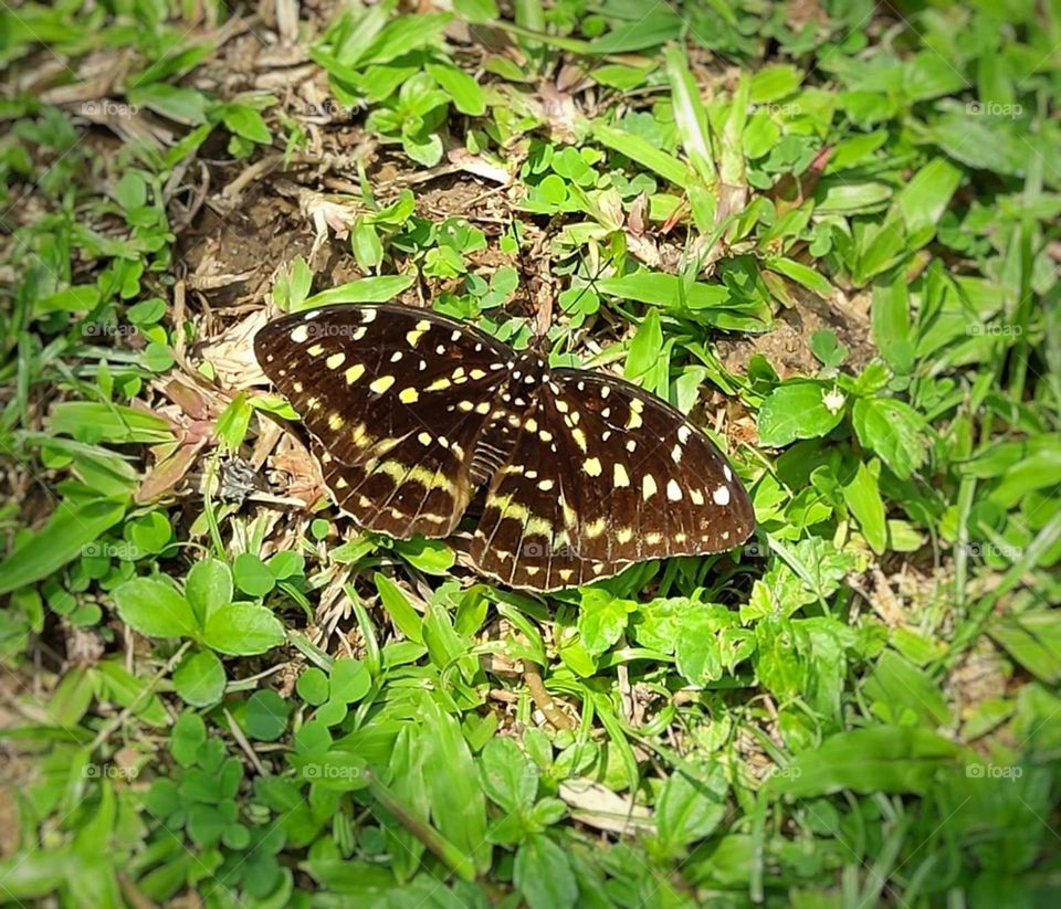 butterfly on the grass
