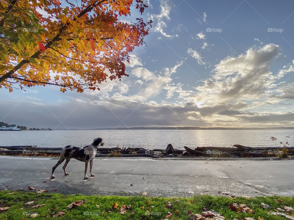 Large great Dane dog enjoying the setting sun under fiery autumn tree leaves by the sea. 