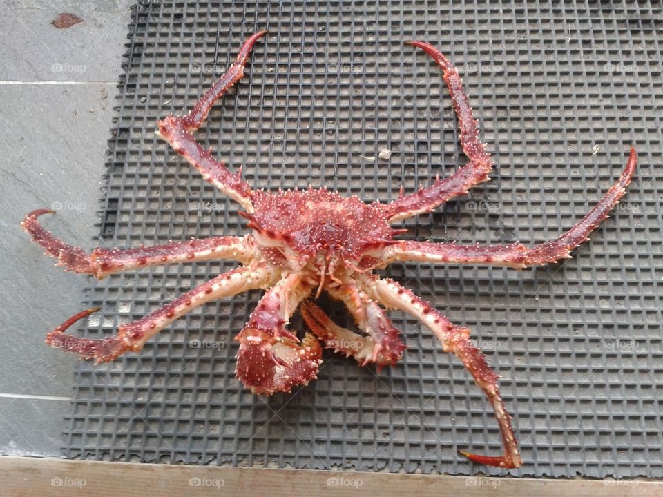 konge krab