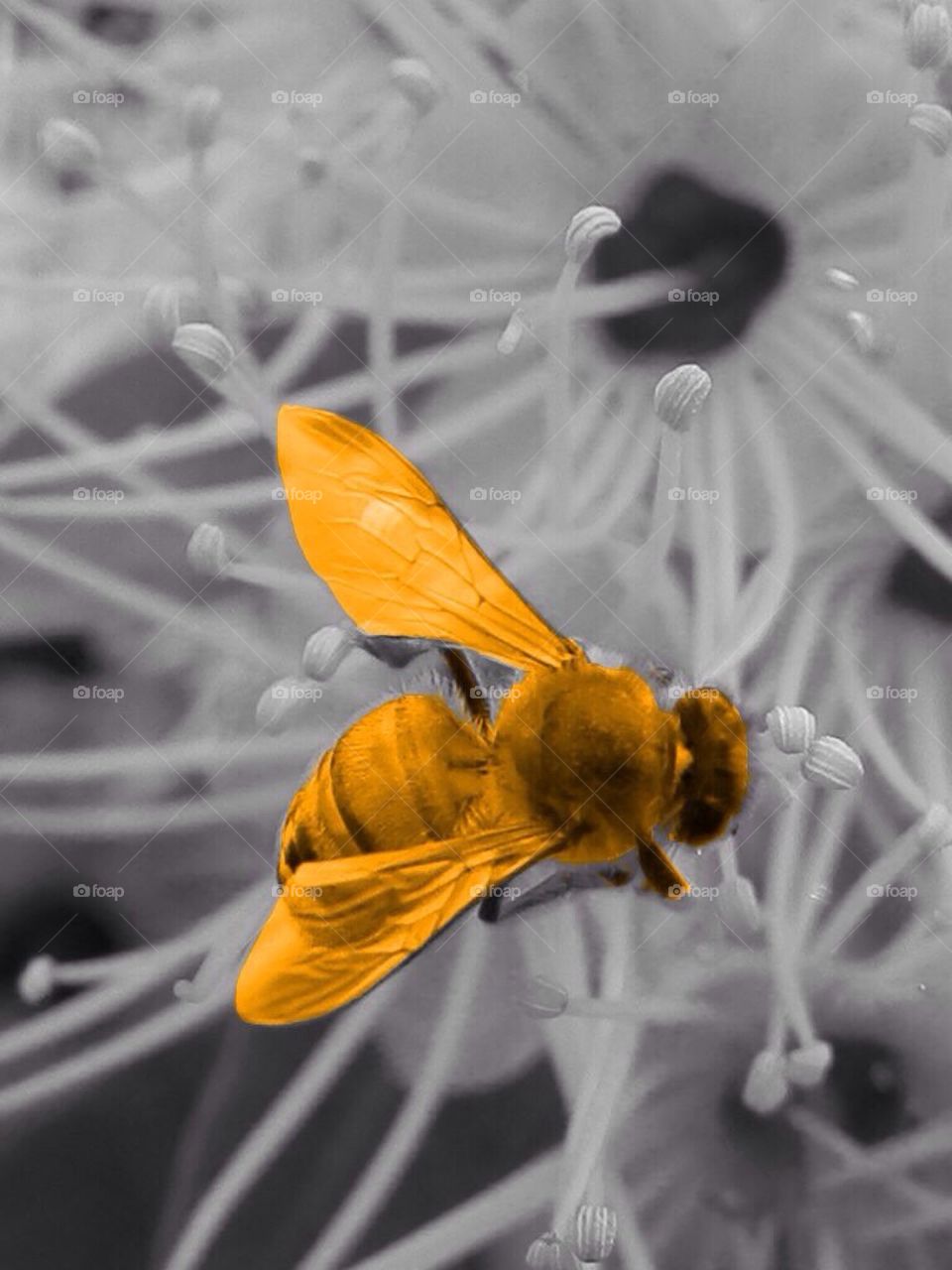 Bee