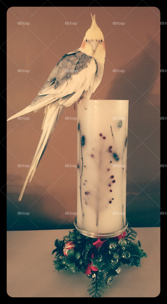 Candle Cockatiel
