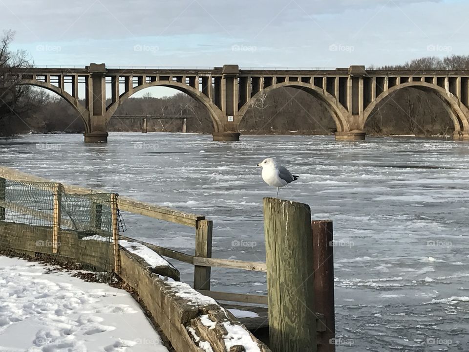 Winter Bird