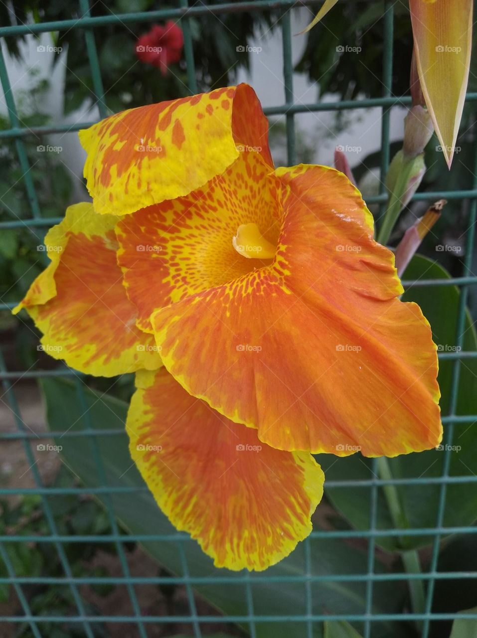 orange colour flowers seasonal fresh shurb small size looks very beautiful generally found everywhere