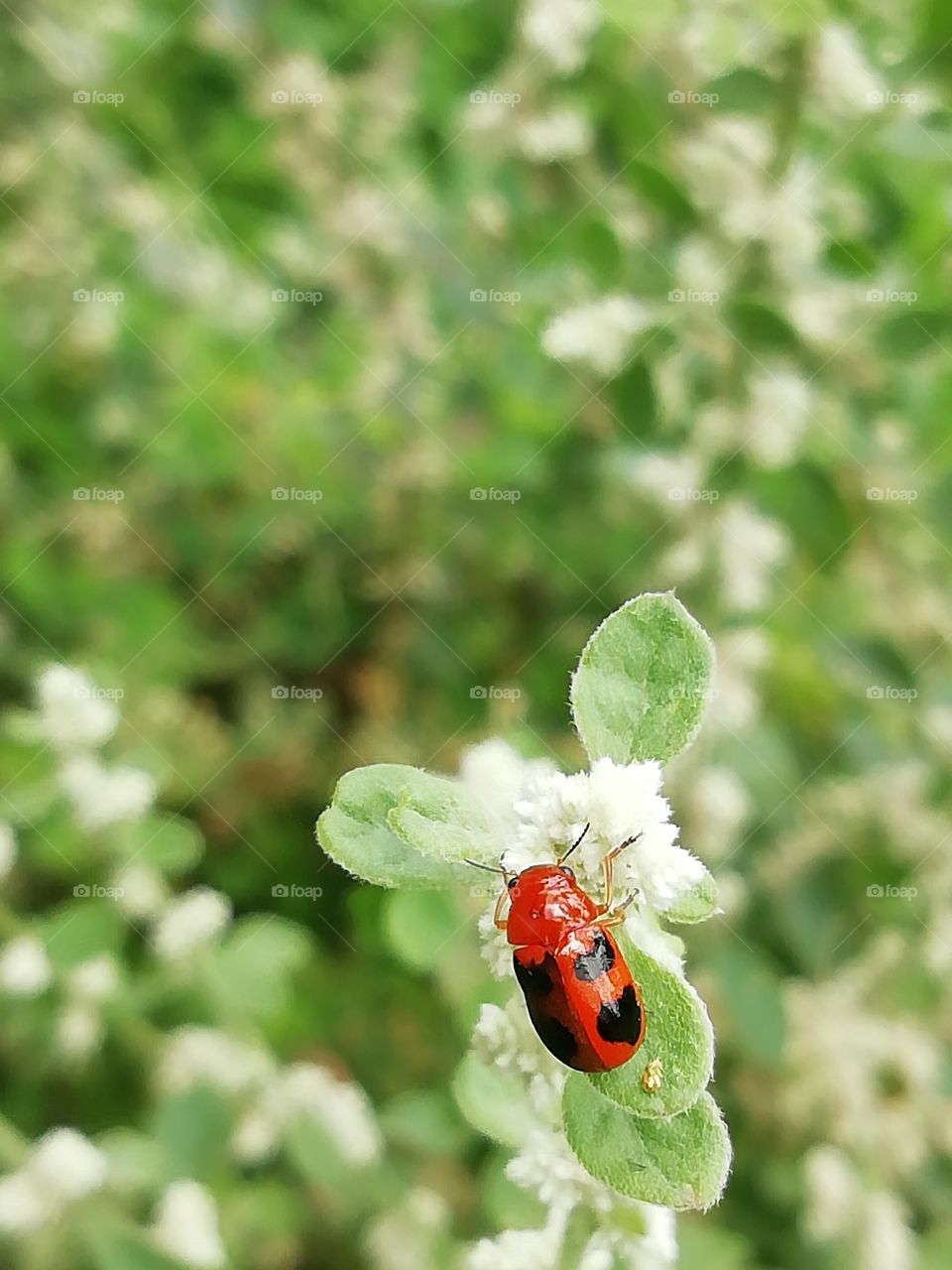Distance and close up snaps of a Red and Black dotted bug