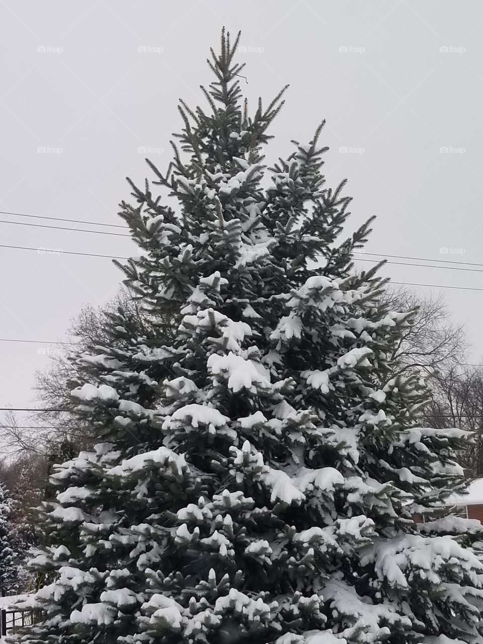 pine tree covered in snow