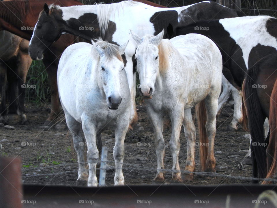 majestic horses 