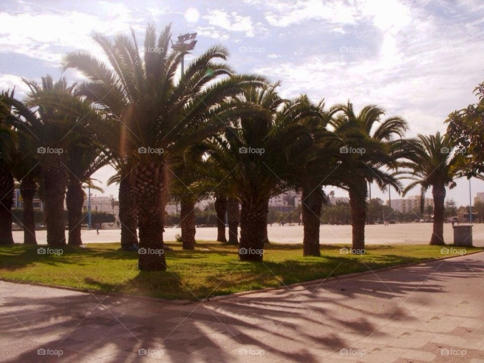 Exotic beach palm trees