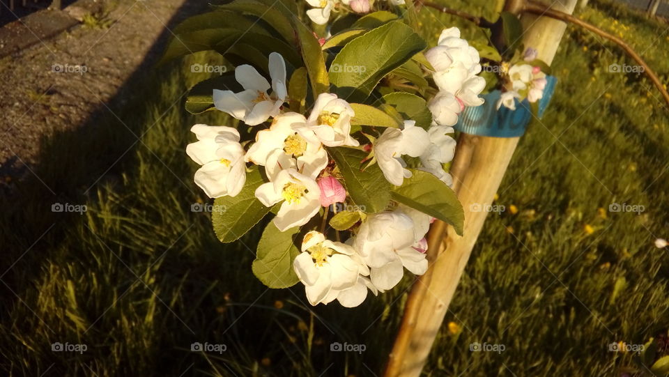 White beautiful apple flowers