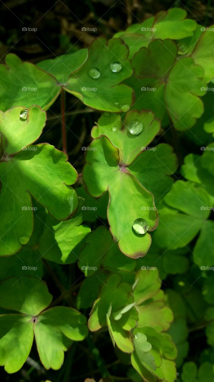 Drops after rain